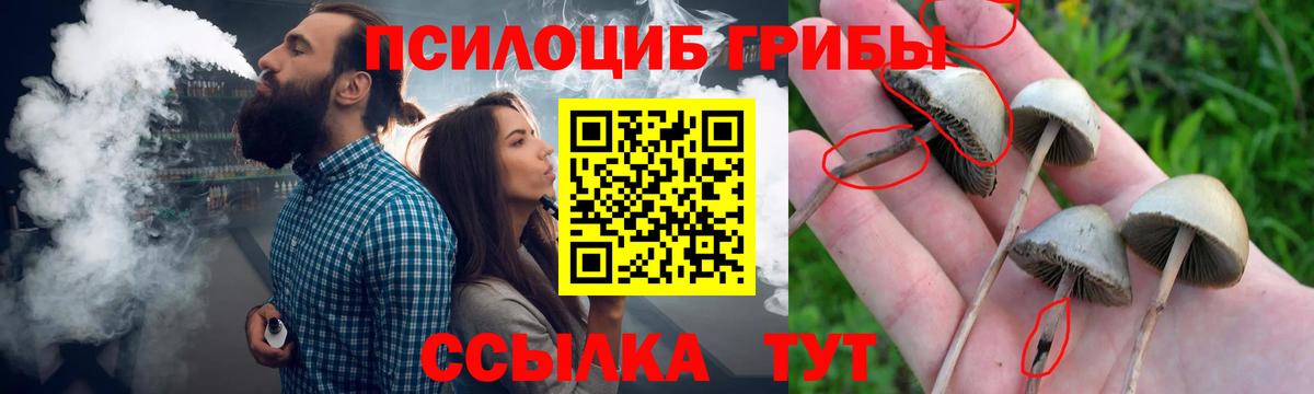 Моздок  Псилоцибиновые грибы Psilocybe  Вход с VPN 